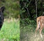 Amplían la caza deportiva ante el aumento de animales invasores